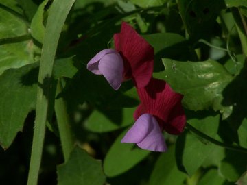 Lathyrus clymenum (=Lathyrus articulatus)